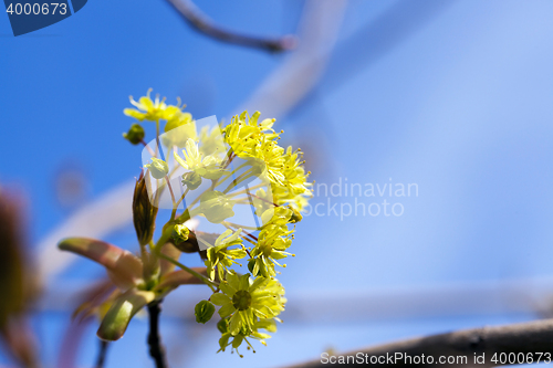 Image of flowering maple, close up