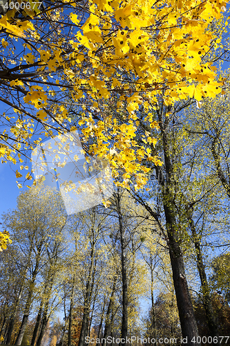 Image of birch tree in autumn