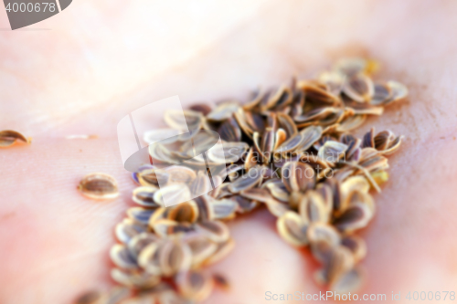 Image of mature seeds of dill