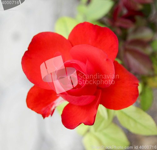 Image of red flower