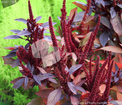 Image of red flower in garden