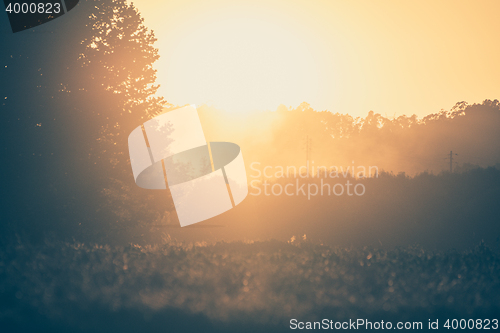 Image of Trees in sunset with fog