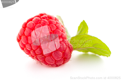 Image of Raspberry fruit isolated