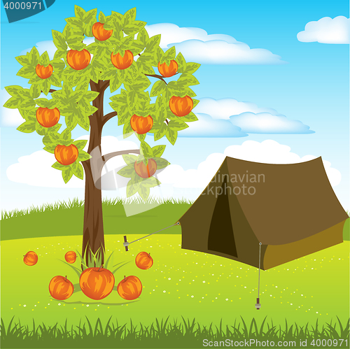 Image of Tent under aple tree