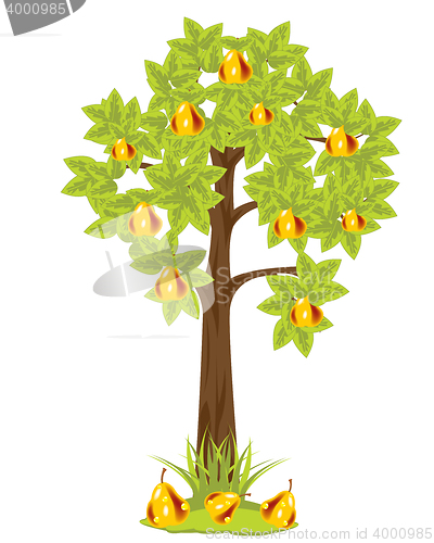 Image of Tree with pear