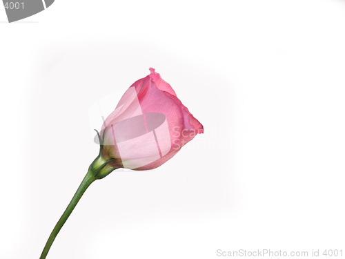 Image of Single pink rose