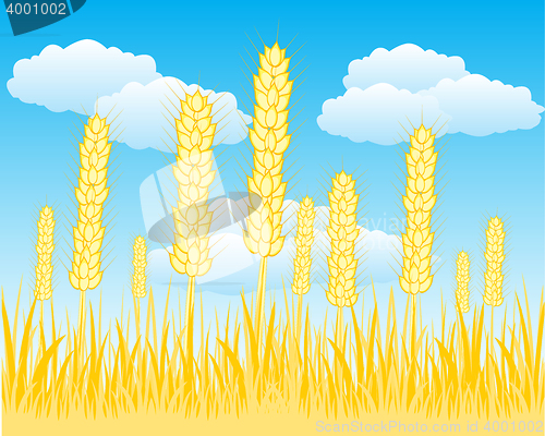Image of Field with ripe wheat