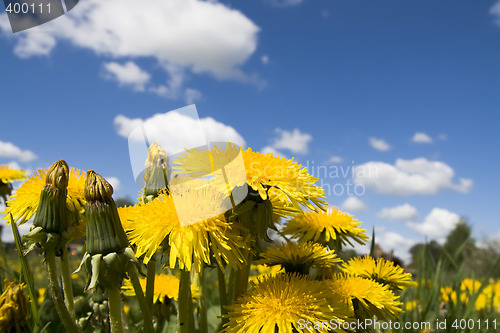 Image of Flower dandelion on sky