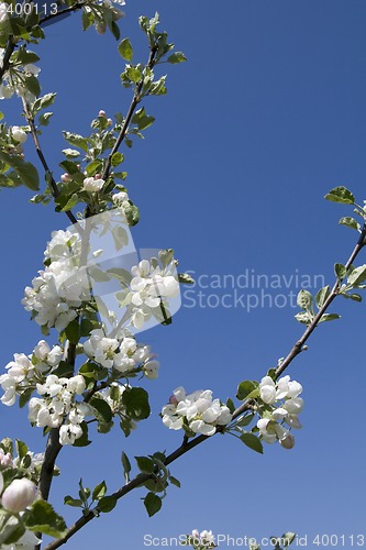 Image of Apple-tree branch