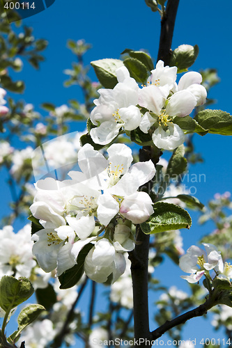 Image of Apple-tree flower