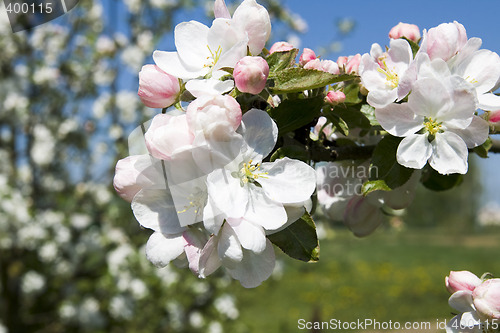 Image of Apple-tree flowers