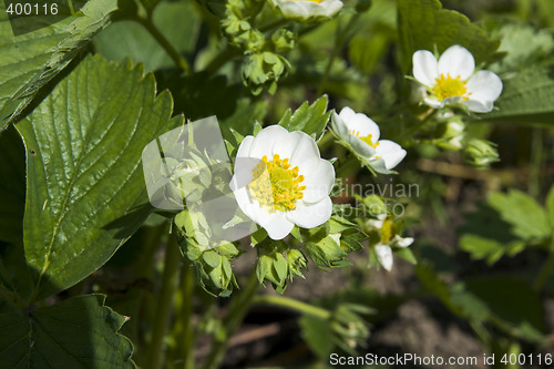 Image of Strawberry flower