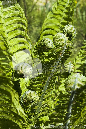 Image of Fern