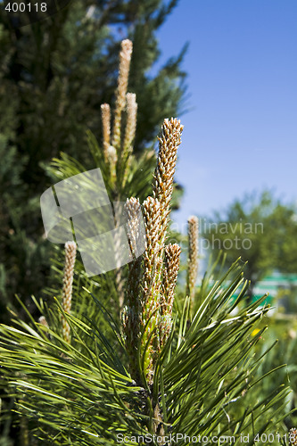 Image of Pine bud
