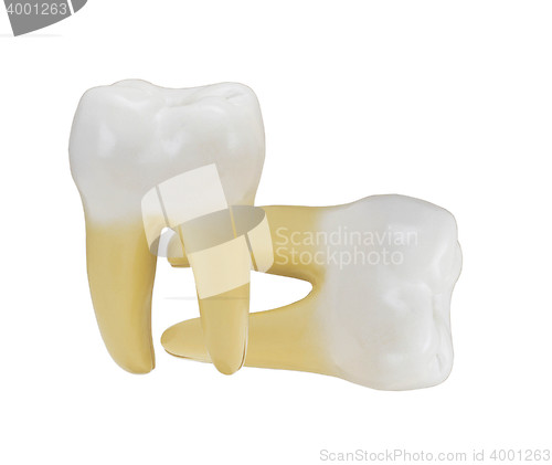 Image of tooth isolated on a white background