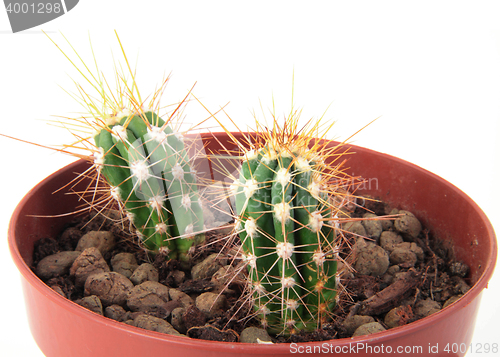 Image of Two Cactus with Thorns in a Pot