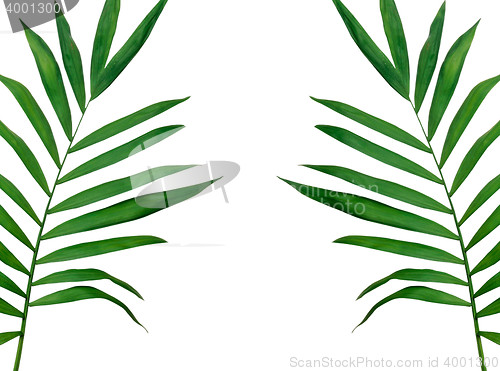 Image of Green leaves isolated on white background