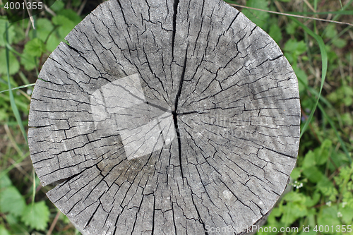 Image of Old tree cross-sectional age rings