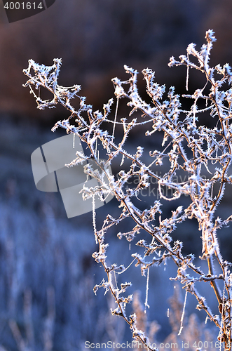 Image of Autumn background with grass and forest covered with frost in the early frosts