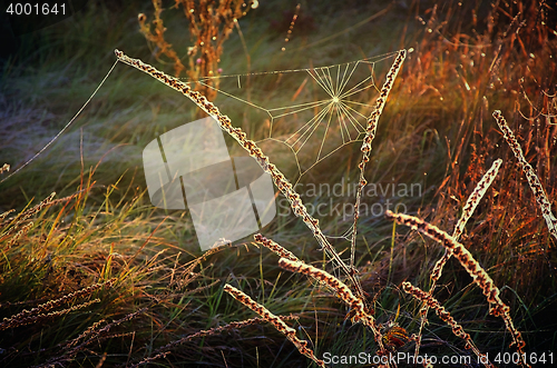 Image of Cobweb on autumn grass on a meadow in the morning sun