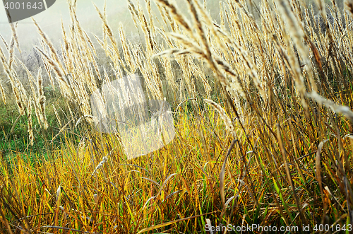 Image of Autumn grass in a meadow at sunrise backlit sun closeup