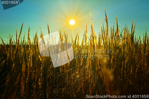 Image of The sun's rays over a field of wheat ears