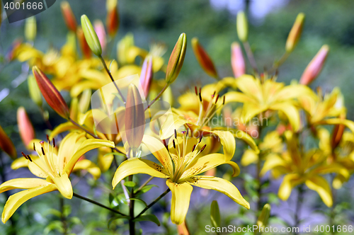 Image of Flowering ornamental yellow lily in the garden closeup