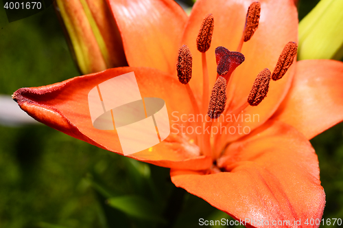 Image of Flowering ornamental yellow lily in the garden closeup