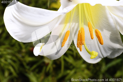 Image of Decorative white lily in the garden closeup