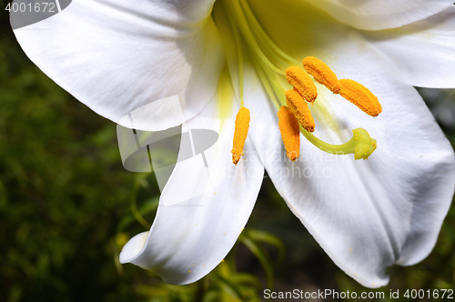 Image of Decorative white lily in the garden closeup