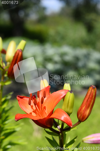 Image of Flowering ornamental yellow lily in the garden closeup