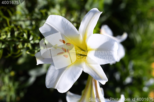 Image of Decorative white lily in the garden closeup