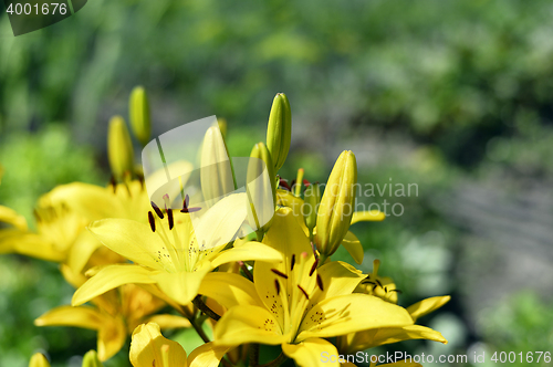 Image of Flowering ornamental yellow lily in the garden closeup