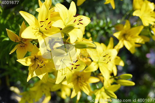 Image of Flowering ornamental yellow lily in the garden closeup