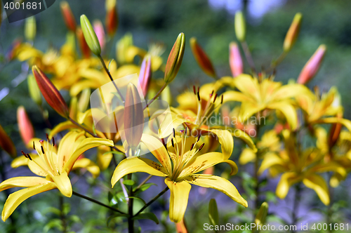 Image of Flowering ornamental yellow lily in the garden closeup