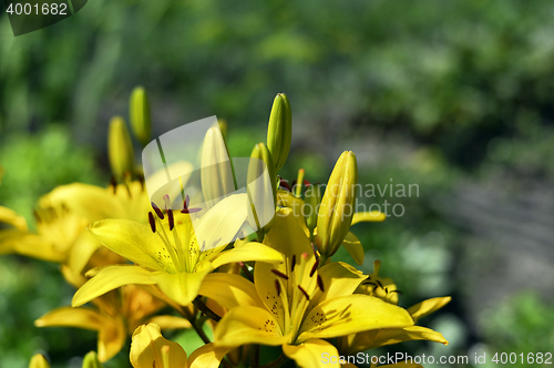Image of Flowering ornamental yellow lily in the garden closeup