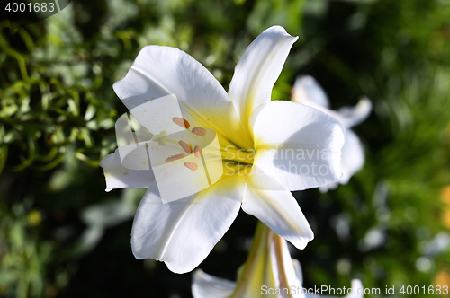 Image of Decorative white lily in the garden closeup