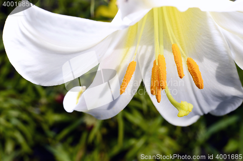 Image of Decorative white lily in the garden closeup