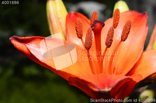 Image of Flowering ornamental yellow lily in the garden closeup