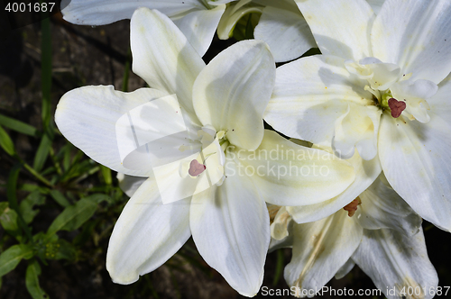 Image of Decorative white lily in the garden closeup