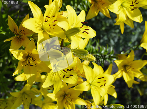 Image of Flowering ornamental yellow lily in the garden closeup