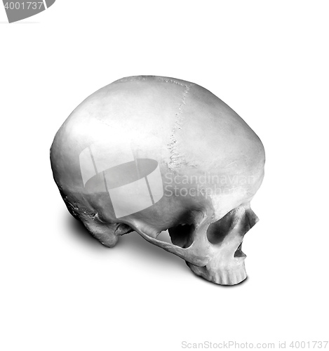Image of Homo sapience cranium isolated on white background