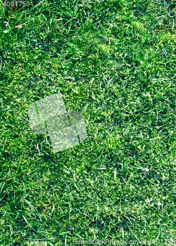 Image of Grass closeup tecture