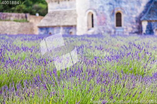 Image of Lavander field