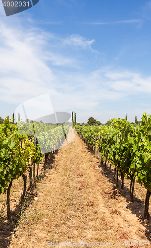 Image of Provence vineyard