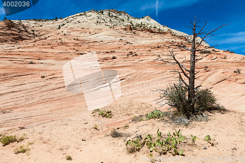 Image of Zion National Park