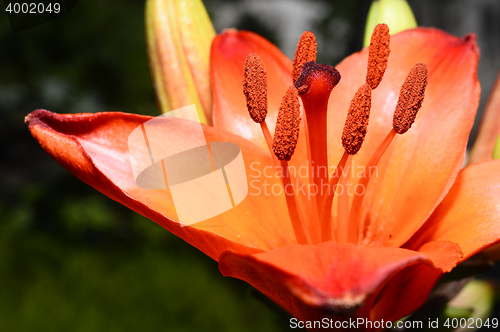 Image of Flowering ornamental yellow lily in the garden closeup