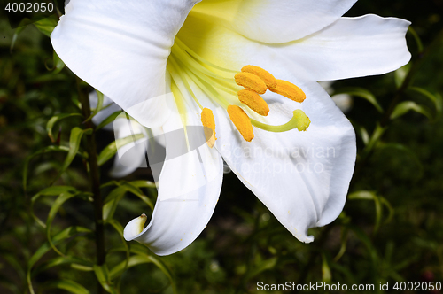 Image of Decorative white lily in the garden closeup