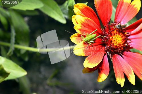 Image of Red Helenium flower close-up with a grasshopper sitting on it