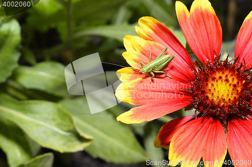 Image of Red Helenium flower close-up with a grasshopper sitting on it